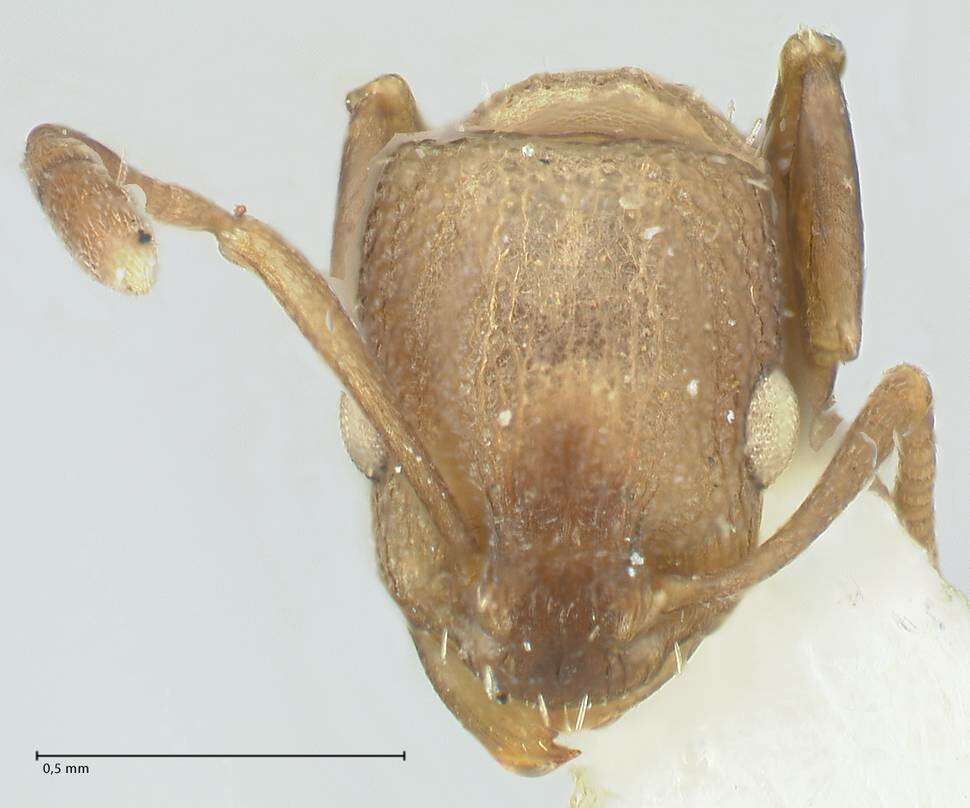 Image of Nesomyrmex grisoni