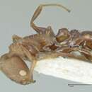 Image of Nesomyrmex grisoni