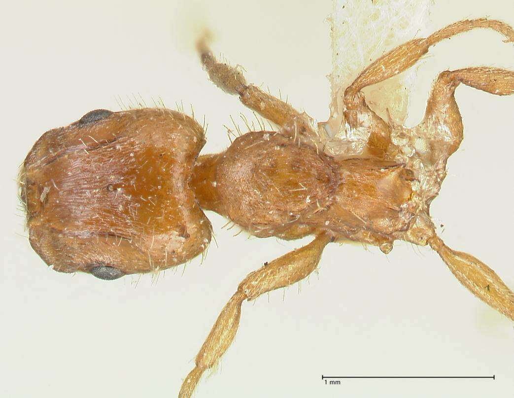 Image of Slave-making ant