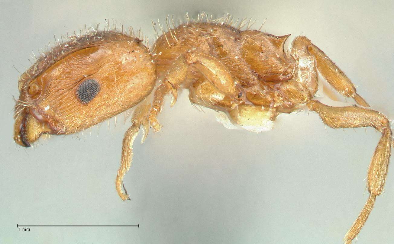 Image of Slave-making ant