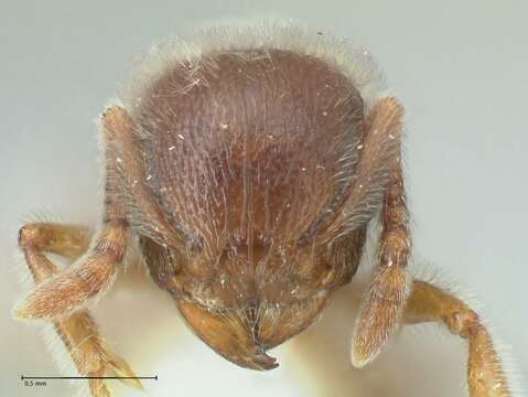 Image of Tetramorium gabonense (Andre 1892)