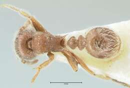 Image of Tetramorium gabonense (Andre 1892)