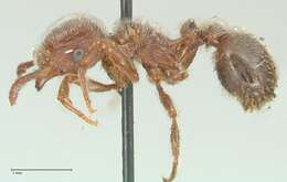 Image of Tetramorium gabonense (Andre 1892)