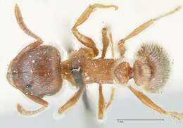 Image of Tetramorium gabonense (Andre 1892)