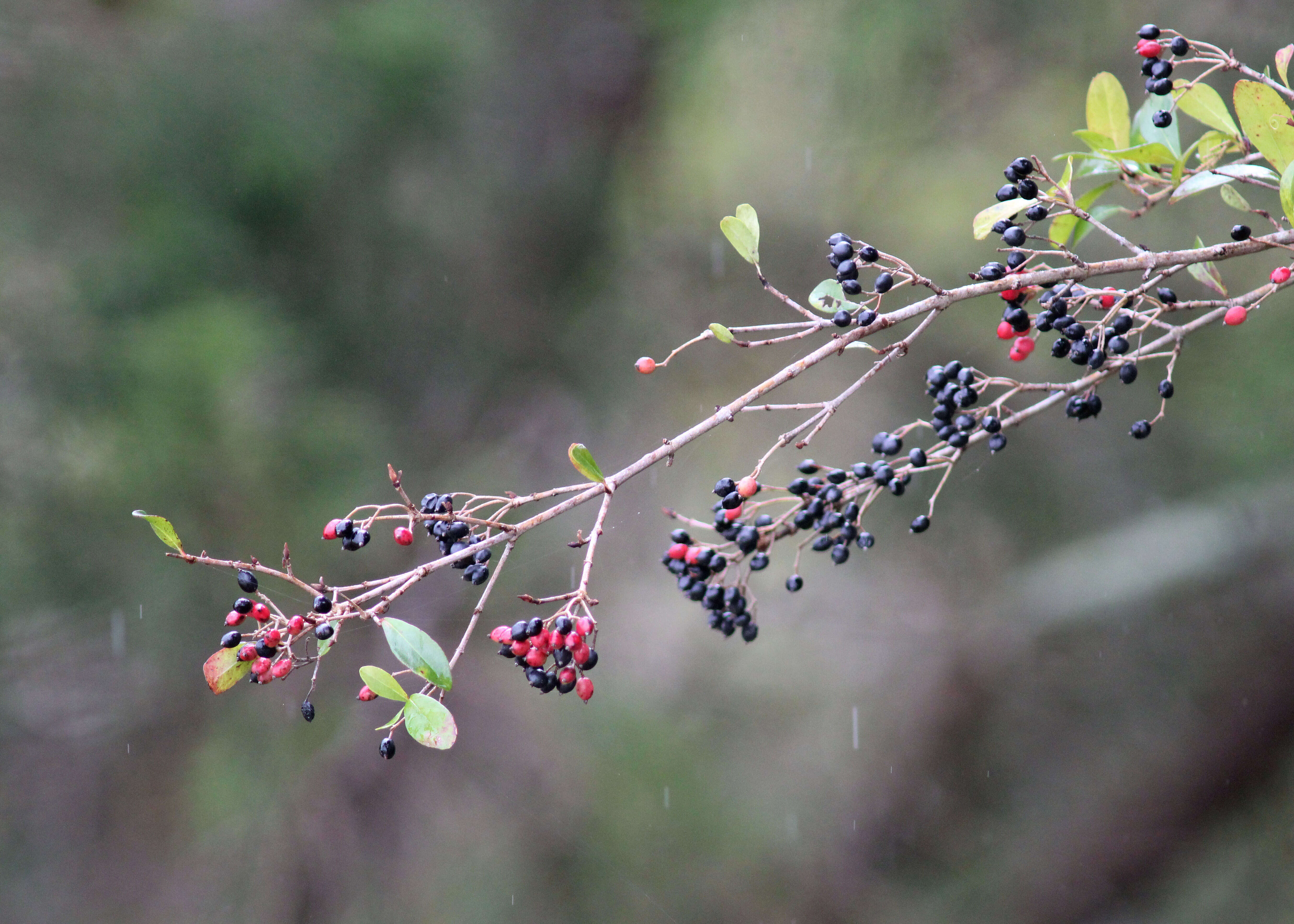 صورة Viburnum obovatum Walt.