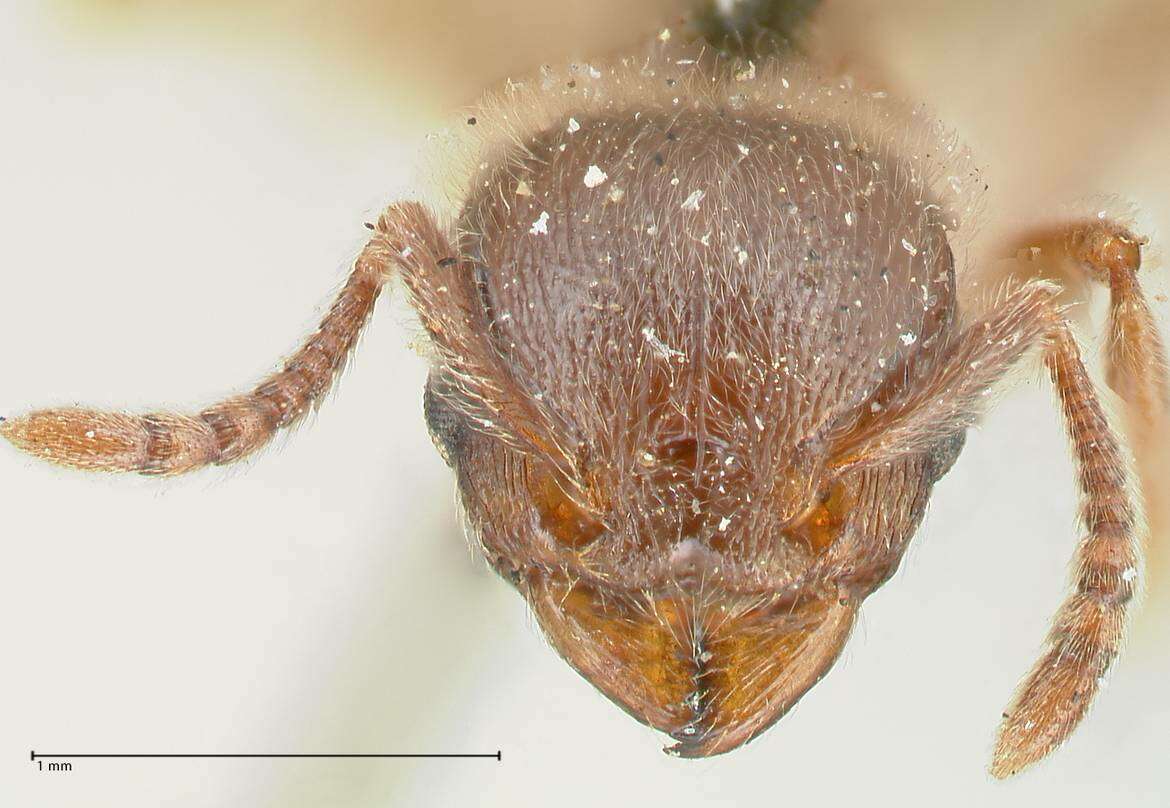 Image of Tetramorium gabonense (Andre 1892)