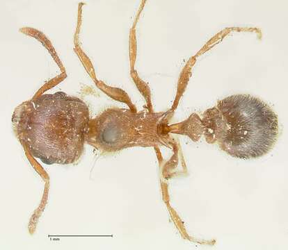 Image of Tetramorium gabonense (Andre 1892)