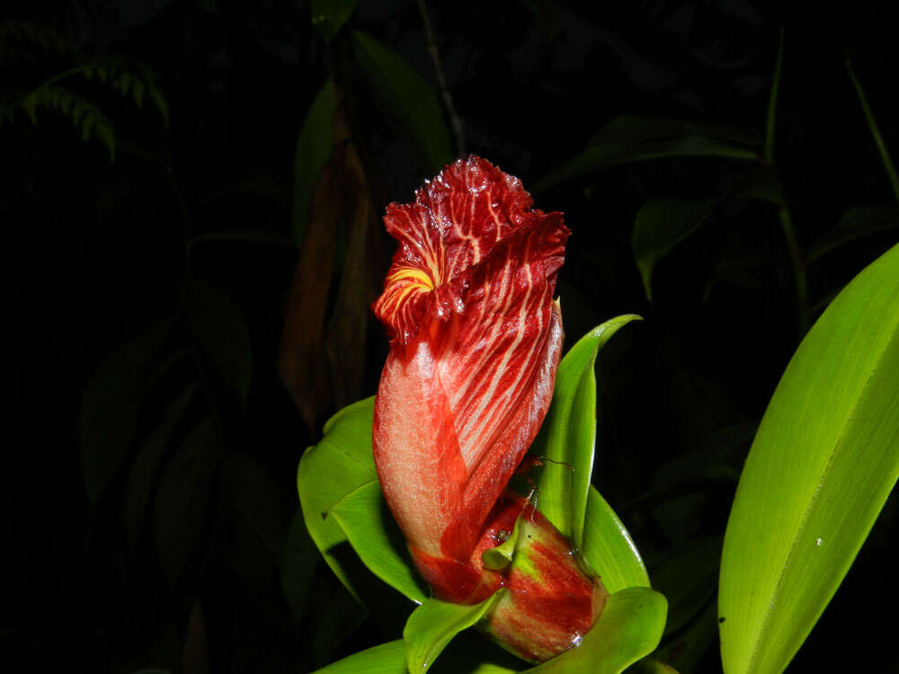 Image of Costus laevis Ruiz & Pav.