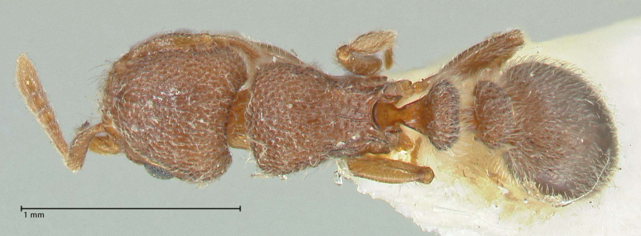 Image of Tetramorium walshi (Forel 1890)