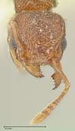 Image of Tetramorium walshi (Forel 1890)