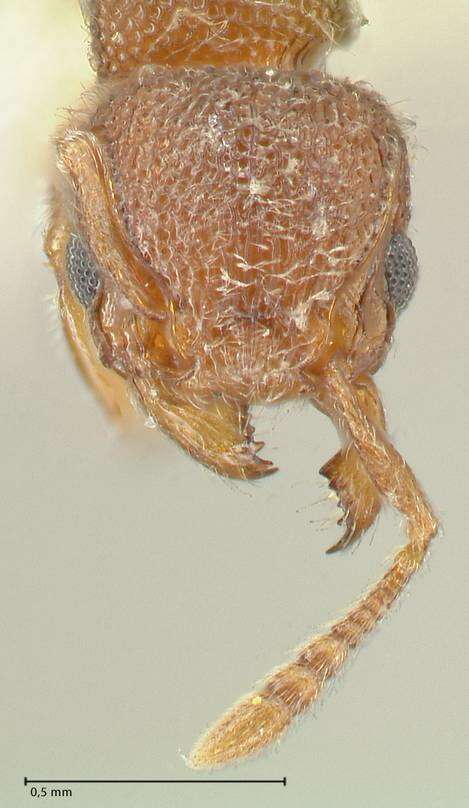 Image of Tetramorium walshi (Forel 1890)