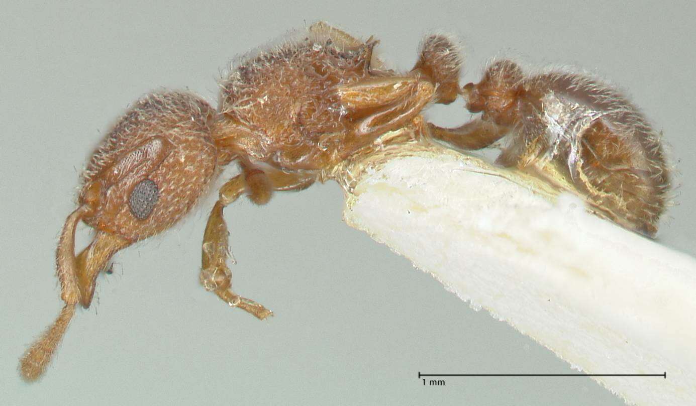 Image of Tetramorium walshi (Forel 1890)