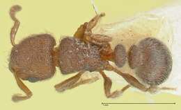 Image of Tetramorium walshi (Forel 1890)