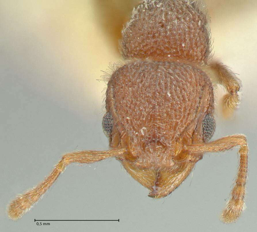 Image of Tetramorium walshi (Forel 1890)