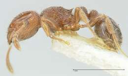 Tetramorium walshi (Forel 1890)的图像