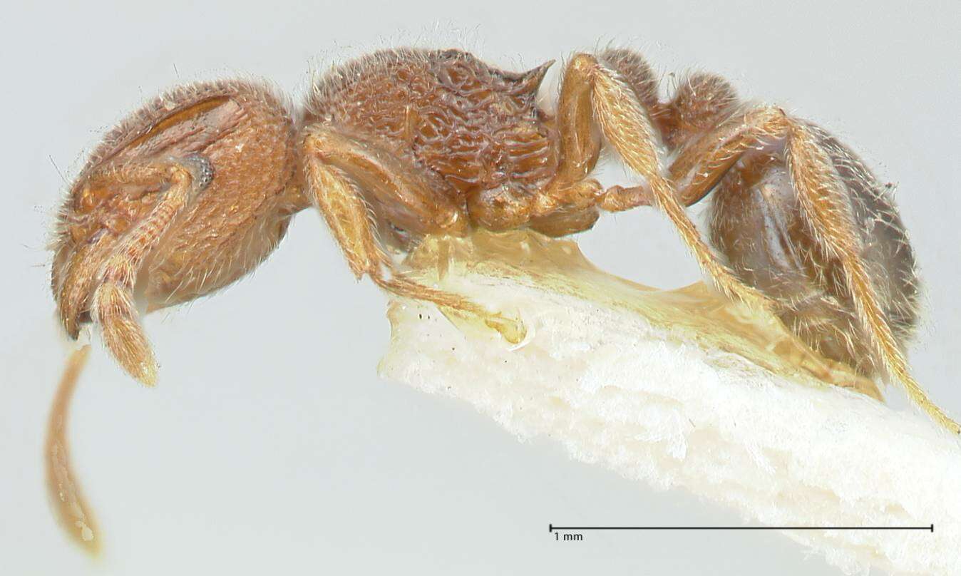 Tetramorium walshi (Forel 1890)的图像