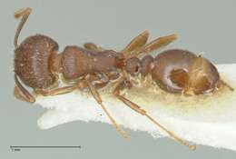 Image of Tetramorium forte Forel 1904