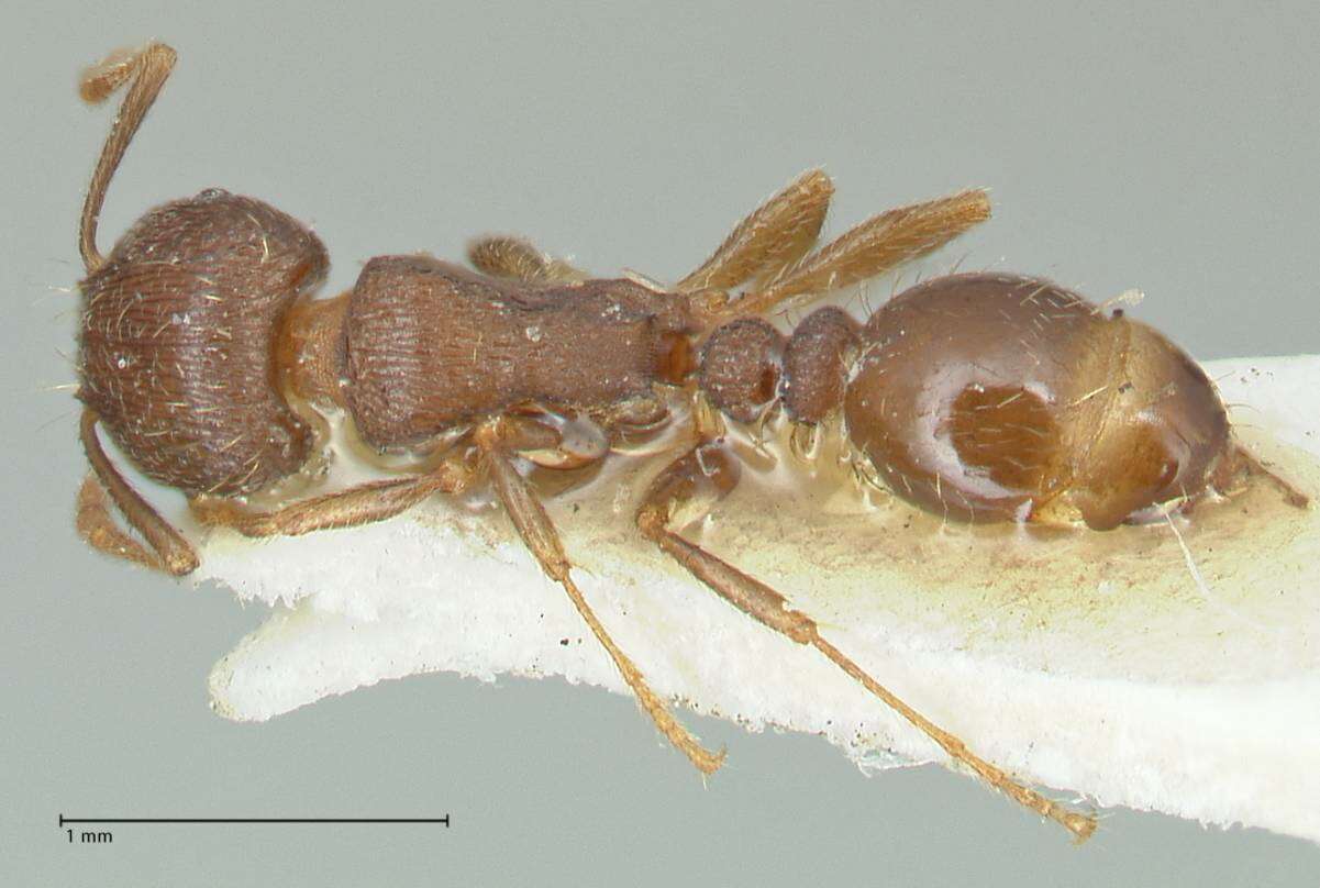 Image of Tetramorium forte Forel 1904