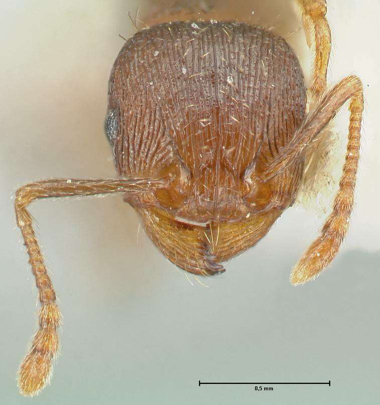 Image of Tetramorium forte Forel 1904