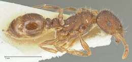 Image of Tetramorium forte Forel 1904