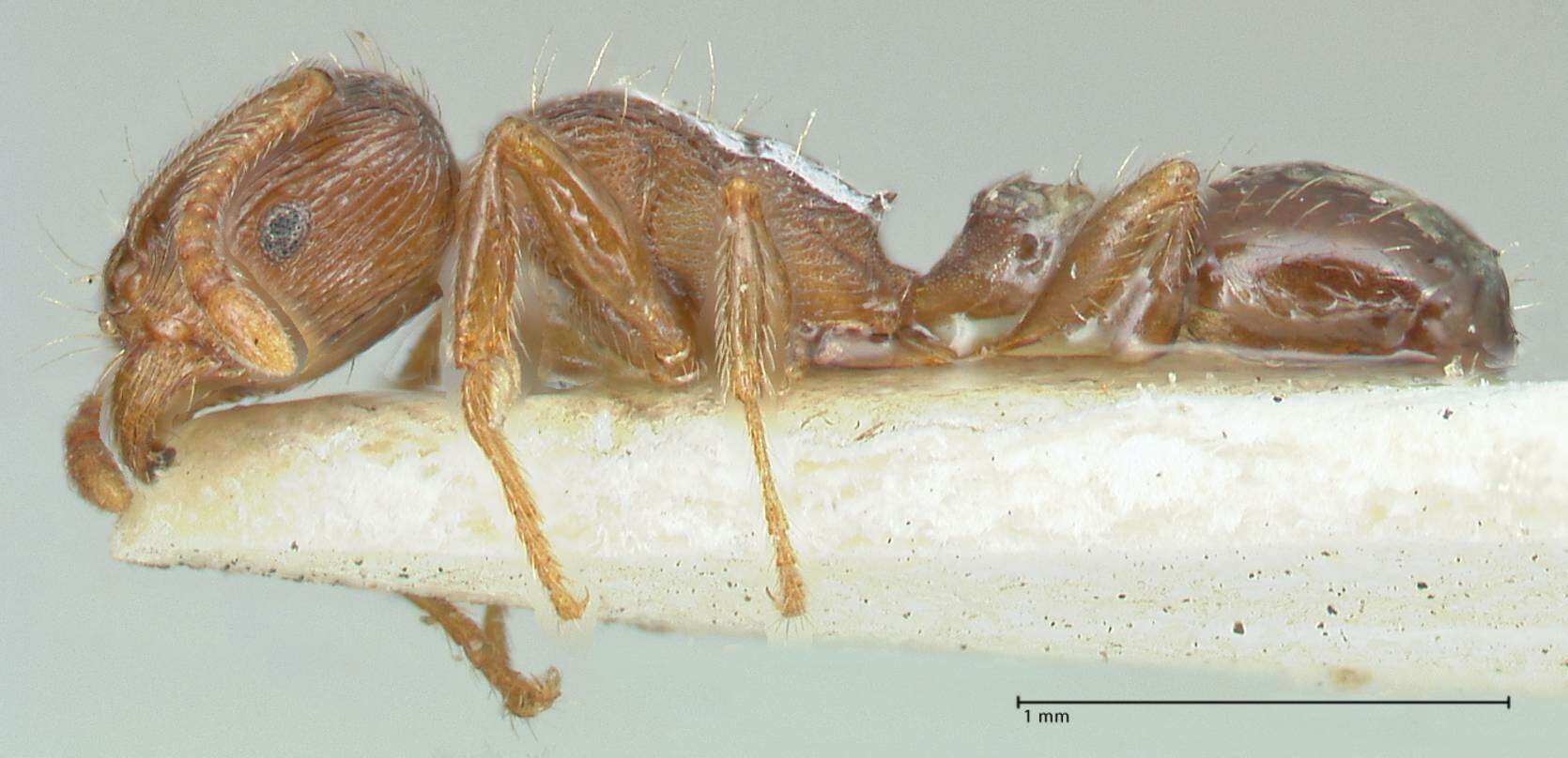 Image of Tetramorium forte Forel 1904