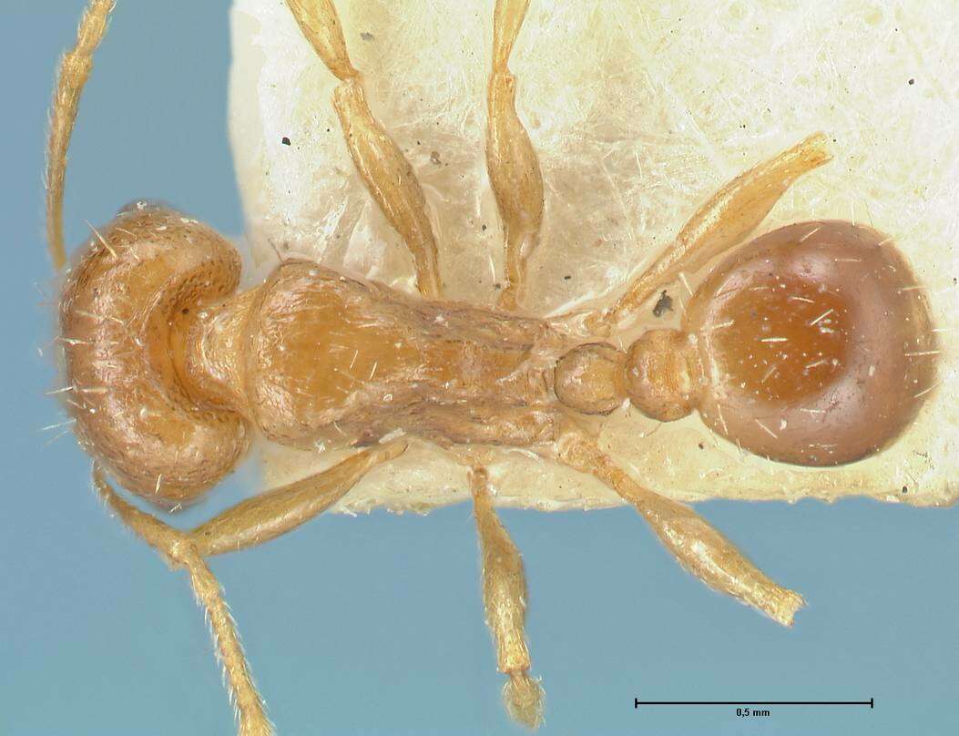 Image of Tetramorium mossamedense Forel 1901