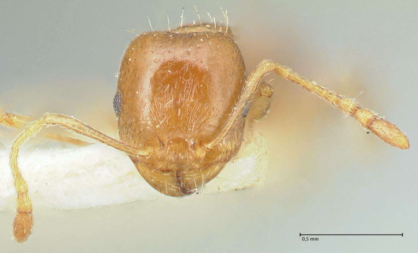 Image of Tetramorium mossamedense Forel 1901