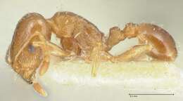 Image of Tetramorium mossamedense Forel 1901