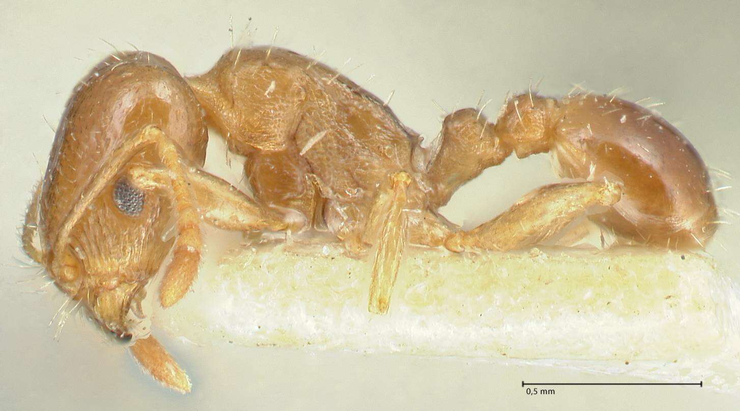 Image of Tetramorium mossamedense Forel 1901