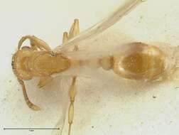 Image of Tetramorium obtusidens Viehmeyer 1916