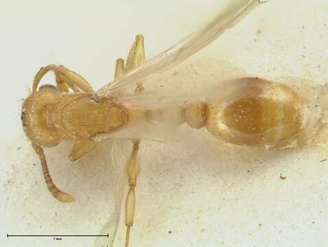 Image of Tetramorium obtusidens Viehmeyer 1916