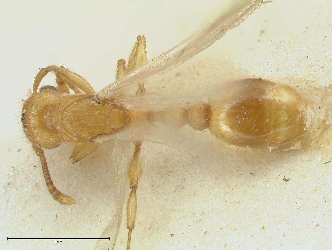 Image of Tetramorium obtusidens Viehmeyer 1916