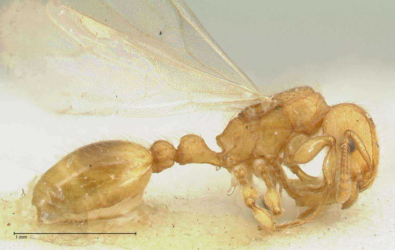 Image of Tetramorium obtusidens Viehmeyer 1916