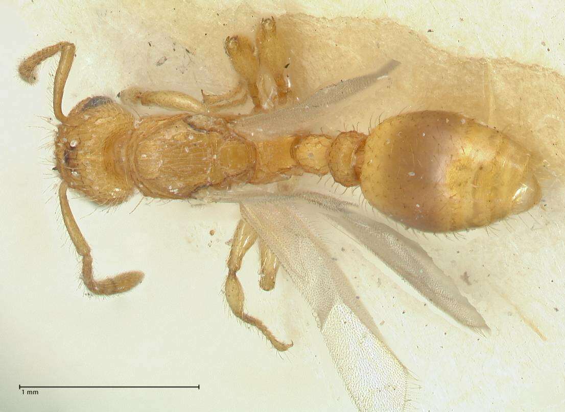 Image of Tetramorium obtusidens Viehmeyer 1916