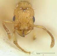 Image of Tetramorium obtusidens Viehmeyer 1916