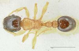 صورة Tetramorium bicolor Viehmeyer 1914