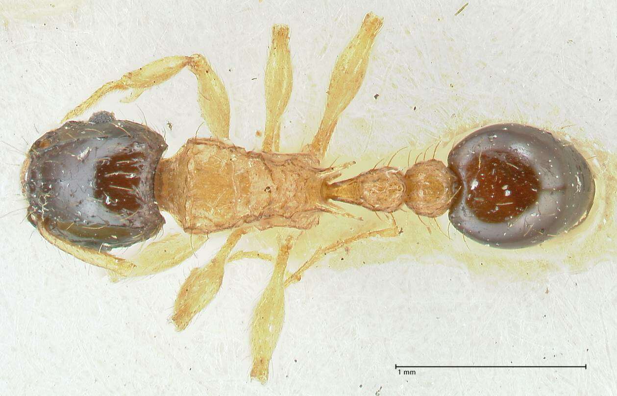 صورة Tetramorium bicolor Viehmeyer 1914