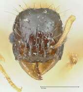 صورة Tetramorium bicolor Viehmeyer 1914