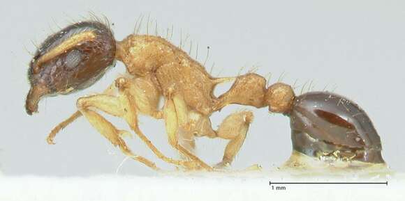 صورة Tetramorium bicolor Viehmeyer 1914