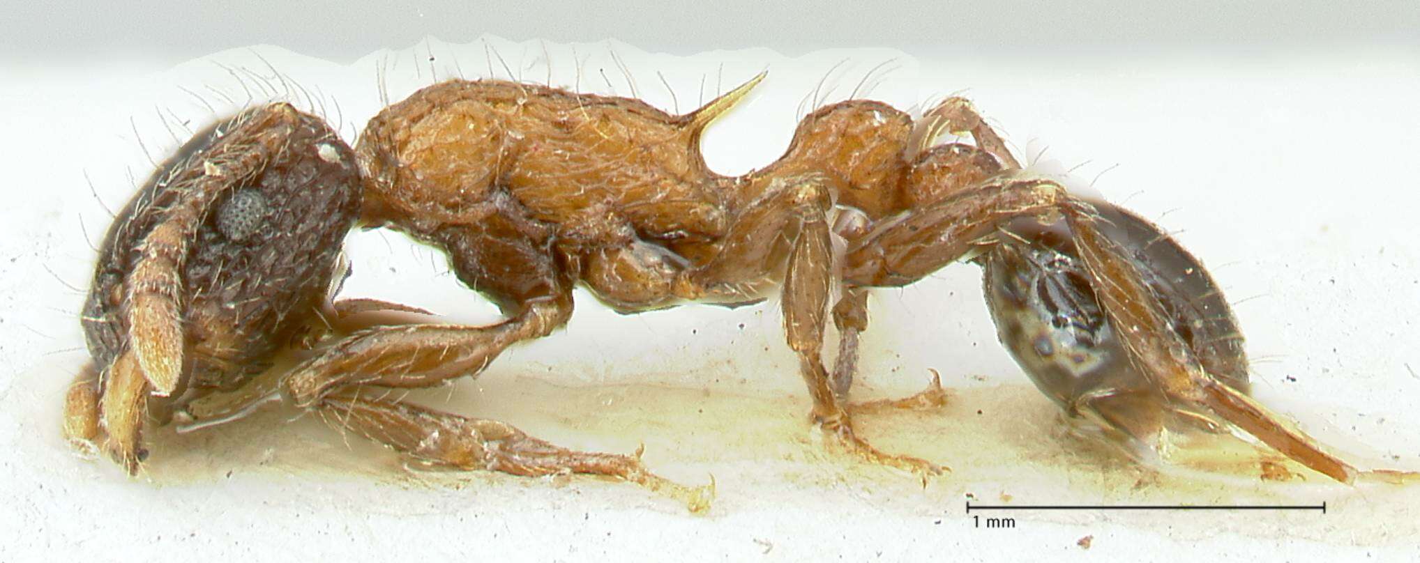 Image of Tetramorium tricarinatum Viehmeyer 1914