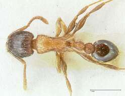 Image of Tetramorium tricarinatum Viehmeyer 1914