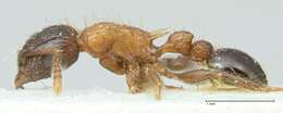 Image of Tetramorium tricarinatum Viehmeyer 1914