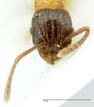 Image of Tetramorium tricarinatum Viehmeyer 1914