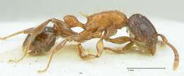 Image of Tetramorium tricarinatum Viehmeyer 1914