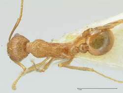 Image of Tetramorium aculeatum (Mayr 1866)