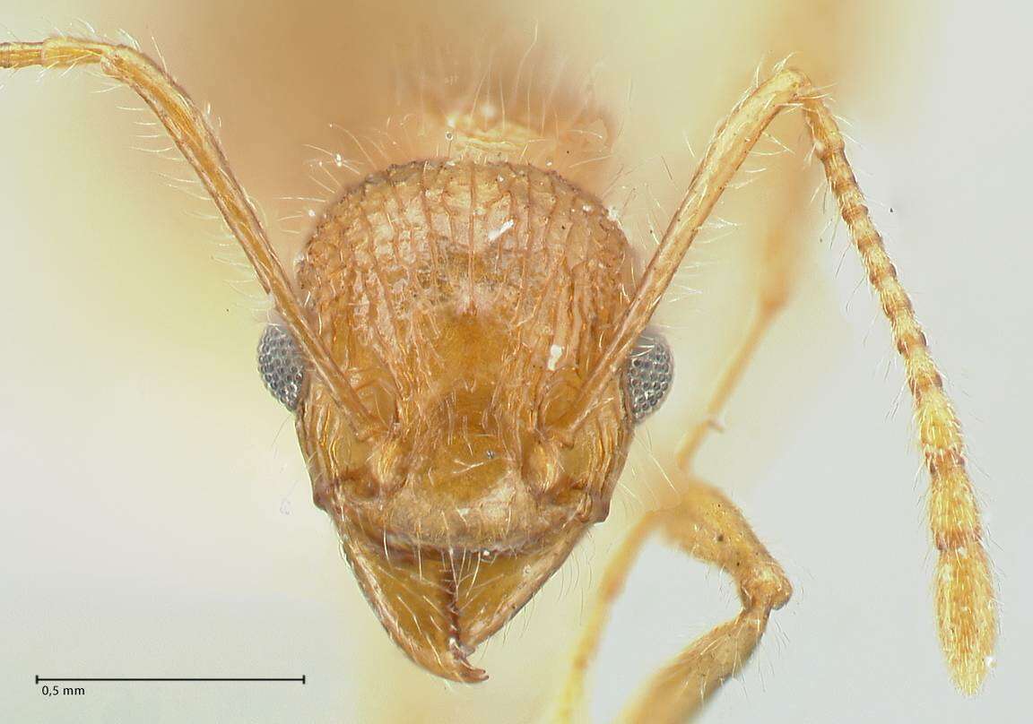 Image of Tetramorium aculeatum (Mayr 1866)