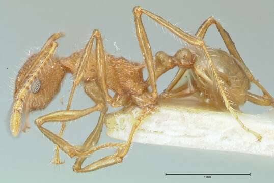 Image of Tetramorium aculeatum (Mayr 1866)