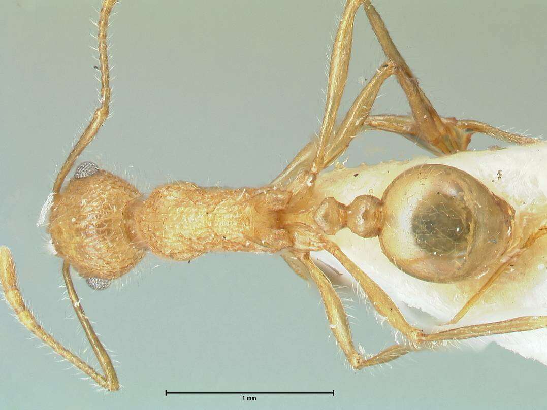 Image of Tetramorium aculeatum (Mayr 1866)