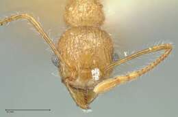 Image of Tetramorium aculeatum (Mayr 1866)