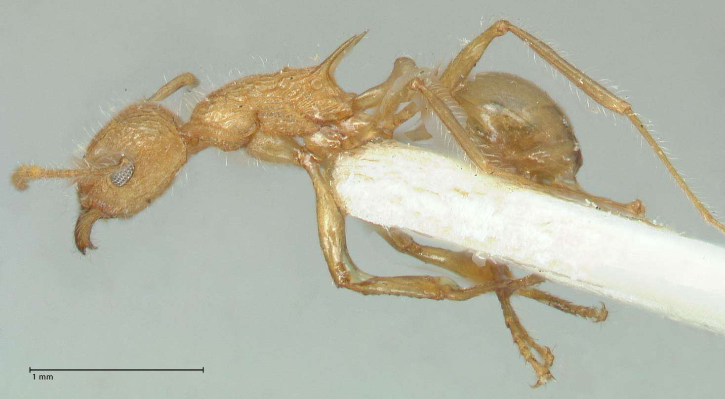 Image of Tetramorium aculeatum (Mayr 1866)